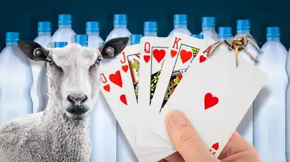 Schafe, Spielkarten, PET-Flaschen, Bananenspinnen – sie alle spielten in Polizeimeldungen 2022 eine Rolle.