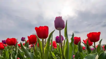 Der Frühling ist wie gemacht für die Poesie. Und er schlägt sich auch in der Auswahl der Lieblingsgedichte nieder.
