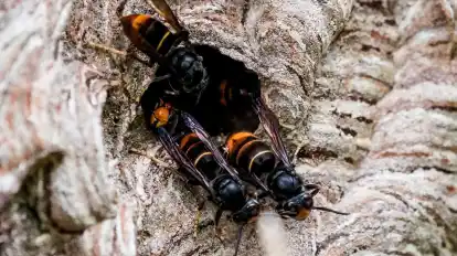 Die Asiatische Hornisse ist in Bremen bereits zweimal identifiziert worden . Unter Imkern herrscht Sorge, ein Experte rät jedoch zu Gelassenheit.
