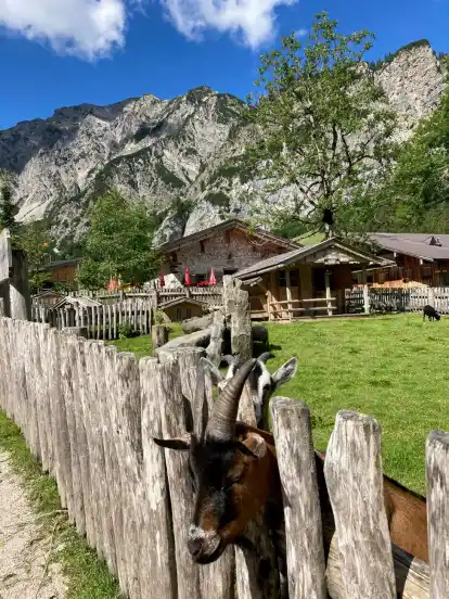 Auf der Gramai Alm warten Ziegen und andere Tiere auf ein paar Streicheleinheiten.