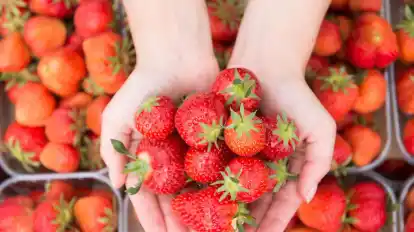 „Öko-Test“ rät, auf heimische Erdbeeren zu warten. Ein Test zeigt: Weitgereiste Früherdbeeren sind problematisch, was die Ökobilanz und auch die Belastung mit Pestiziden betrifft.