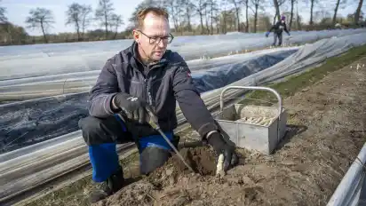 Hajo Kaemena bei der Spargelernte.