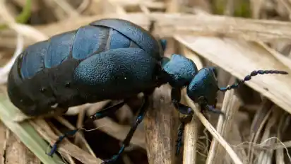 Der Schwarzblaue Ölkäfer ist zwar giftig, aber ungefährlich, wenn man ihn in Ruhe lässt und nicht anfasst.