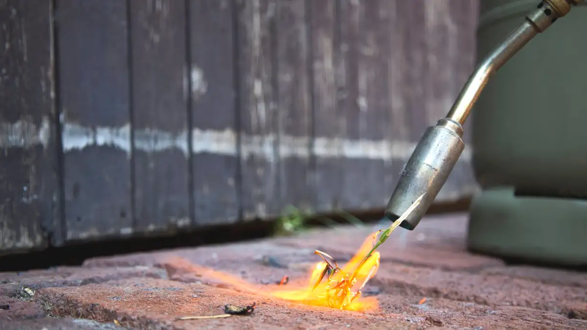 Unkraut Abflammen Gefährliches Spiel mit dem Feuer