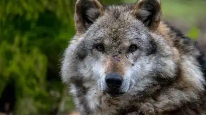 Ein Europäischer Grauwolf in einem Gehege des Wolfcenters Dörverden.