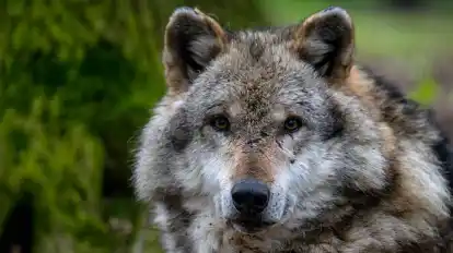 In den sozialen Medien kursiert ein Video, das mutmaßlich einen Wolf in einem Wohngebiet in Beverstedt zeigen soll (Symbolbild).
