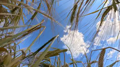 Reifes Getreide steht auf einem Feld vor leicht bewölktem Himmel.
