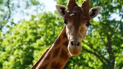 Giraffe Diko wollte den Zoo in der Stadt Dresden einfach nicht verlassen.