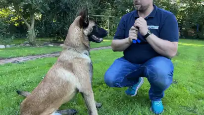 Murdog muss das Spielen lernen. Lars Prößler ist auf der Suche nach dem bevorzugten Spielzeug des jungen Hundes.