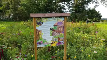 In voller Blüte: Im Sommer zeigen die Wildblumen in Hurrel ihre Farbenpracht.