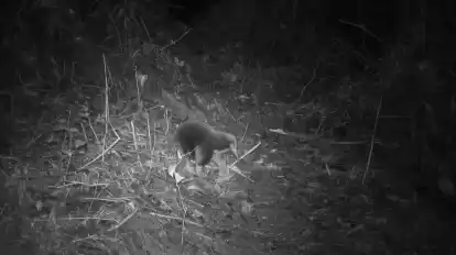 Ein Attenborough-Langschnabeligel ist in den Zyklopenbergen der indonesischen Provinz Papua vor die Linse einer Kamera gelaufen.