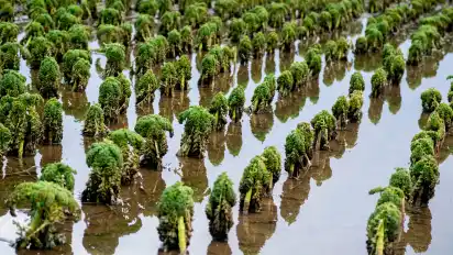 Der Grünkohl leidet in diesem Jahr unter Hochwasser. Die Ernte ist beendet.