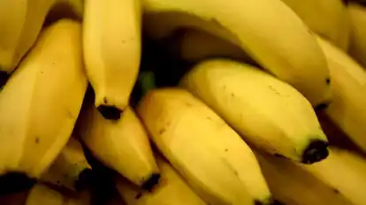 Sind Bananen vom Aussterben bedroht? Ein Pilz, der in die Wurzeln der Stauden eindringt, lässt ganze Plantagen verdorren.