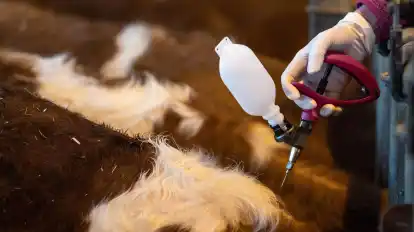 Eine Veterinärin impft beim Auftakt einer Impfaktion bei Rindern gegen die Blauzungenkrankheit ein Jungtier.