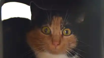 Katze Pie sucht ein neues Zuhause.