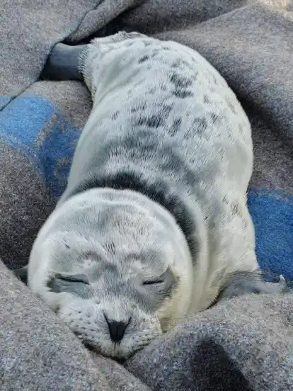 Das Seehundbaby "Fussel" wurde mit Hilfe der Polizei Bremerhaven zur Auffangstation in Norddeich gebracht.