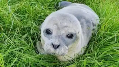 Das Tier wiege 9,3 Kilogramm und sei kerngesund, teilte die Polizei mit.
