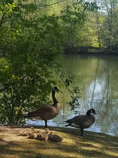 Kanadagänse mit ihrem Nachwuchs am Kamerner See.