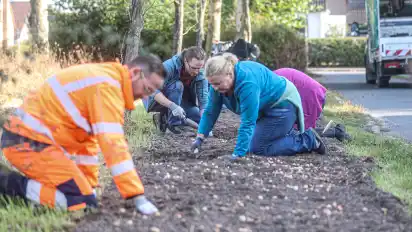 Mitarbeiter des Umweltbetriebes Bremen und Anwohner haben in Aumund Frühblüher gepflanzt.
