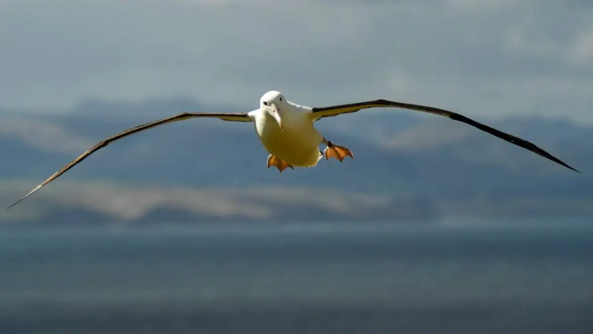 Echte Liebe: Bleiben Albatrosse ein Leben lang zusammen?