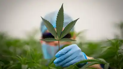 Seit Anfang April ist das neue Konsumcannabisgesetz inkraft. Was für mutmaßliche Drogenhändler von Vorteil sein kann, wie jetzt ein Beispiel aus Bremen zeigt.
