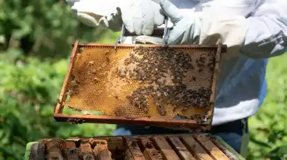 Wenn die Wetterbedingungen günstig sind, öffnet der Imker für seine Gäste einen Bienenstock.