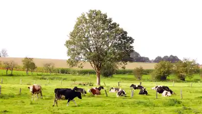 Nicht überall haben Milchkühe so ein idyllisches Umfeld.