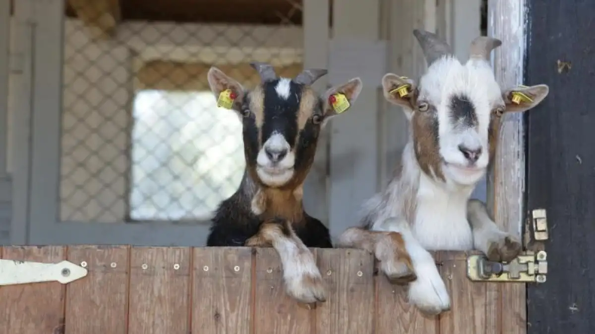 Zw-lf-Freiluft-Tiergehege-in-Bremen-und-umzu
