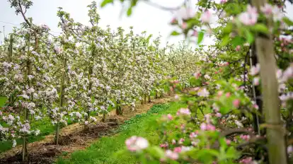 Nicht nur zur Apfelblüte ist das Alte Land einen Tagesausflug wert. (Symbolbild)