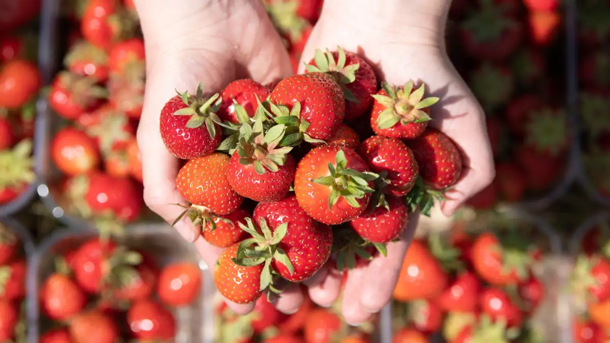 Hier-kann-man-in-Bremen-und-umzu-Erdbeeren-selbst-pfl-cken