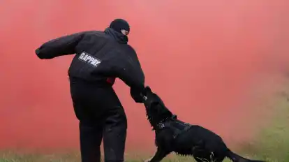 Nur eine Übung: Polizeihunde lernen auch, Menschen anzugreifen (Symbolbild). Für ihr Zisch-Projekt besuchte eine Schulklasse die Polizeihundestaffel Bremen.