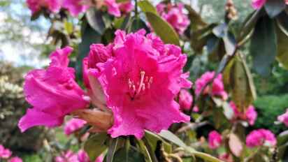rhododendron checkmate Checkmate main image 1