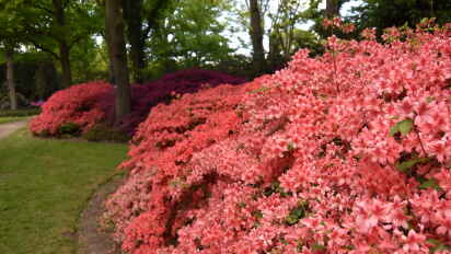 Bremens Rhododendron-Park: Trockenheit fhrt zu frher Blte