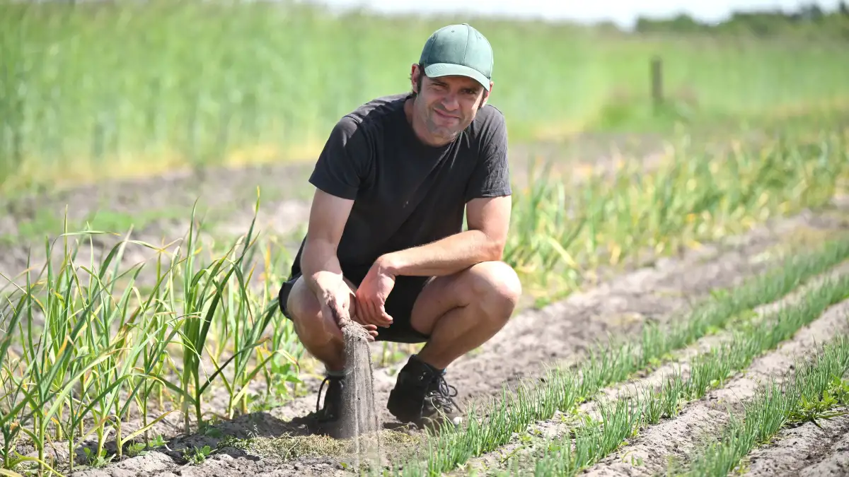 Drought in Lower Saxony: Vegetable farmers struggle with dry conditions