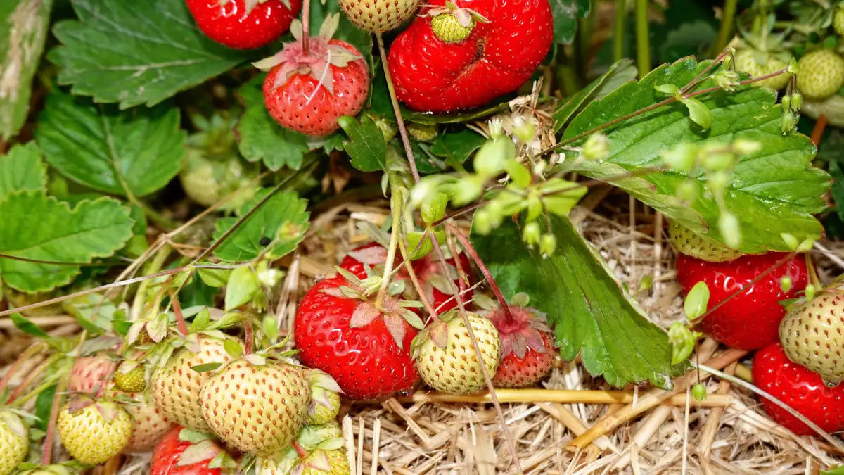 Beeren-pfl-cken-in-Bremen-und-umzu-Die-Favoriten-unserer-Leser