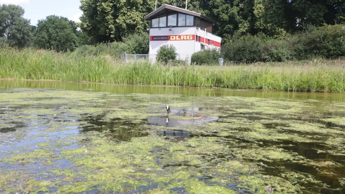 Werdersee: Bremen's environmental agency reacts to aquatic plant ...