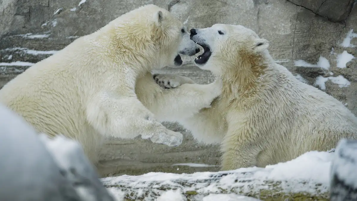 Bremerhaven: Polar Bear Twins Leave Seaside Zoo