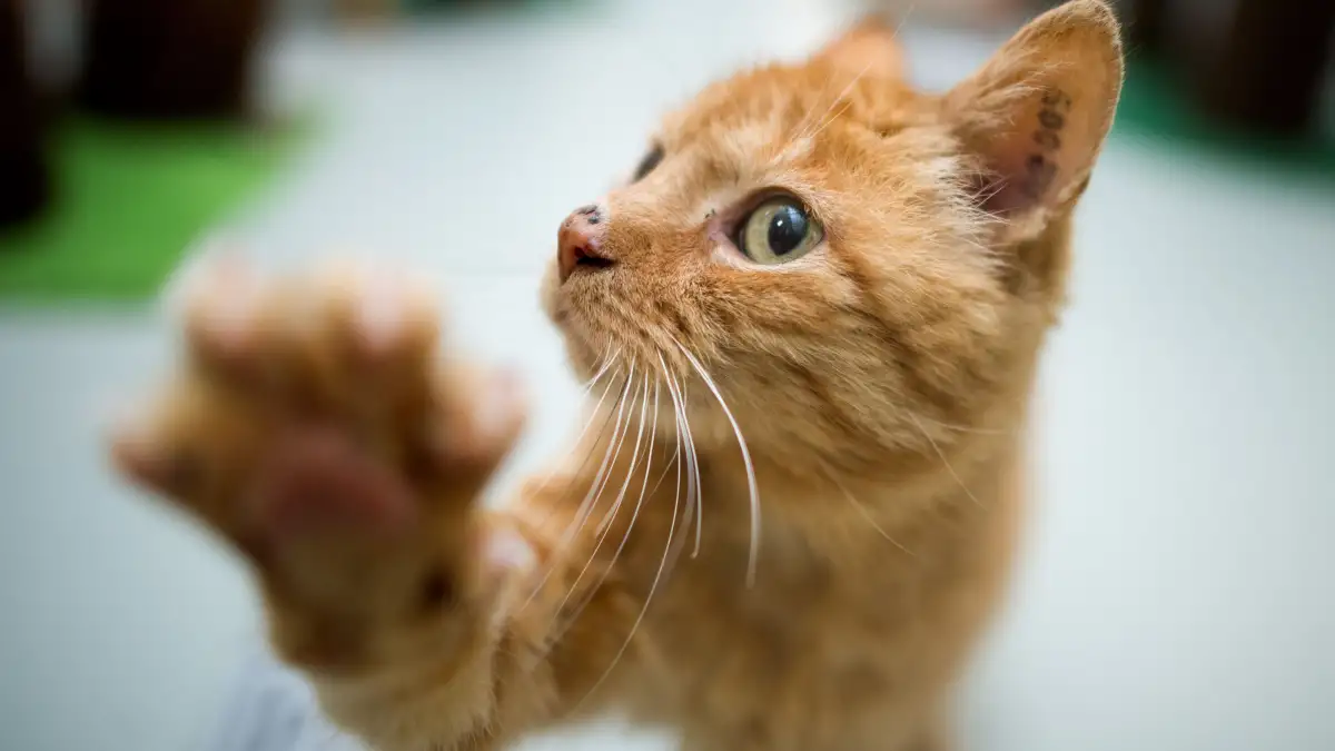 Stimmen-Sie-ab-Welche-Katze-aus-Bremen-und-umzu-ist-am-sch-nsten-
