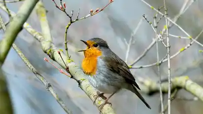 Lichtverschmutzung hat Einfluss auf tagaktive Vögel wie das Rotkehlchen: Sie singen morgens früher und abends länger. (Archivbild)