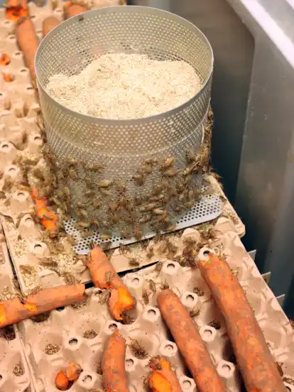 In verschiedenen Kammern einer Lagerhalle stehen große, graue Kunststoffboxen, in denen Grillen herumwuseln. Sie knabbern an Möhren, fressen vom Substrat und legen ihre Eier in die zylinderförmigen, nach oben offenen Drahtkäfige, gefüllt mit Kokoserde.