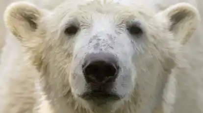 Bei Eisbär Knut spielten die Besucher und Medien des Berliner Zoos lange verrückt. (Archivbild)