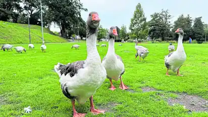 Immer mehr Gänse tummeln sich auf der Wildeshauser Burgwiese: Die Stadt sucht nun nach Lösungen, die Population in den Griff zu bekommen.