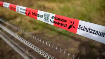 Mit Schutzzäunen könnte die Afrikanische Schweinepest vom Landkreis Diepholz ferngehalten werden (Symbolbild).