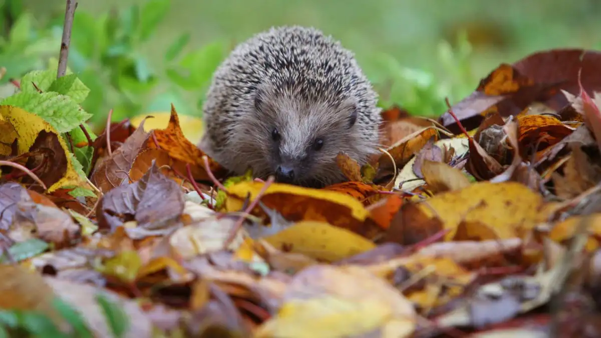Wie Sie Igel richtig füttern, schützen und verletzte Tiere retten