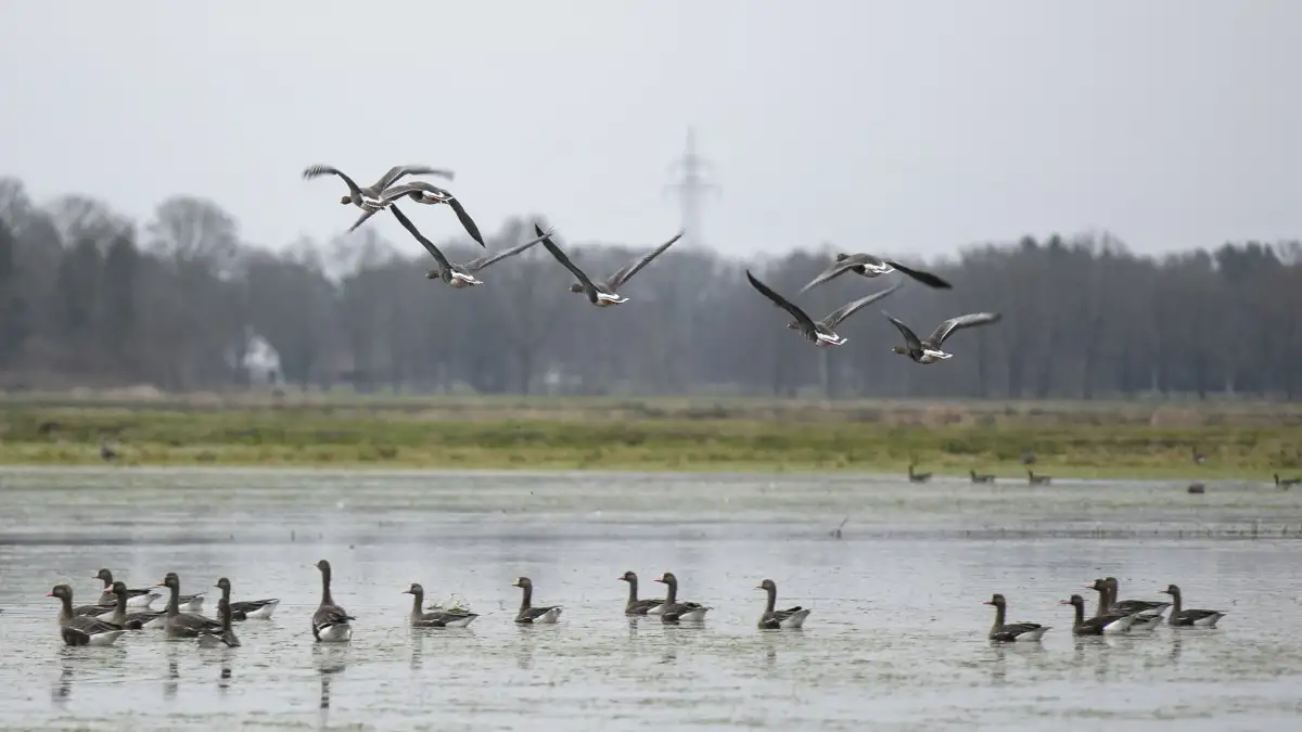 Vogelgrippe-bei-vier-toten-Wildv-geln-in-Bremen-nachgewiesen