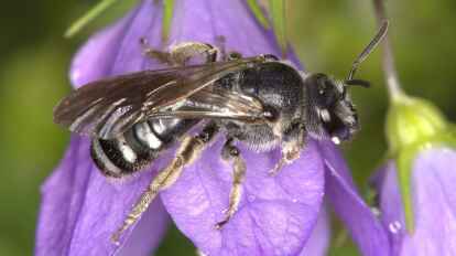 Vielleicht entdecken die Familien bei der Insektensafari auch die Glockenblumen-Schmalbiene, die Wildbiene des Jahres 2026.