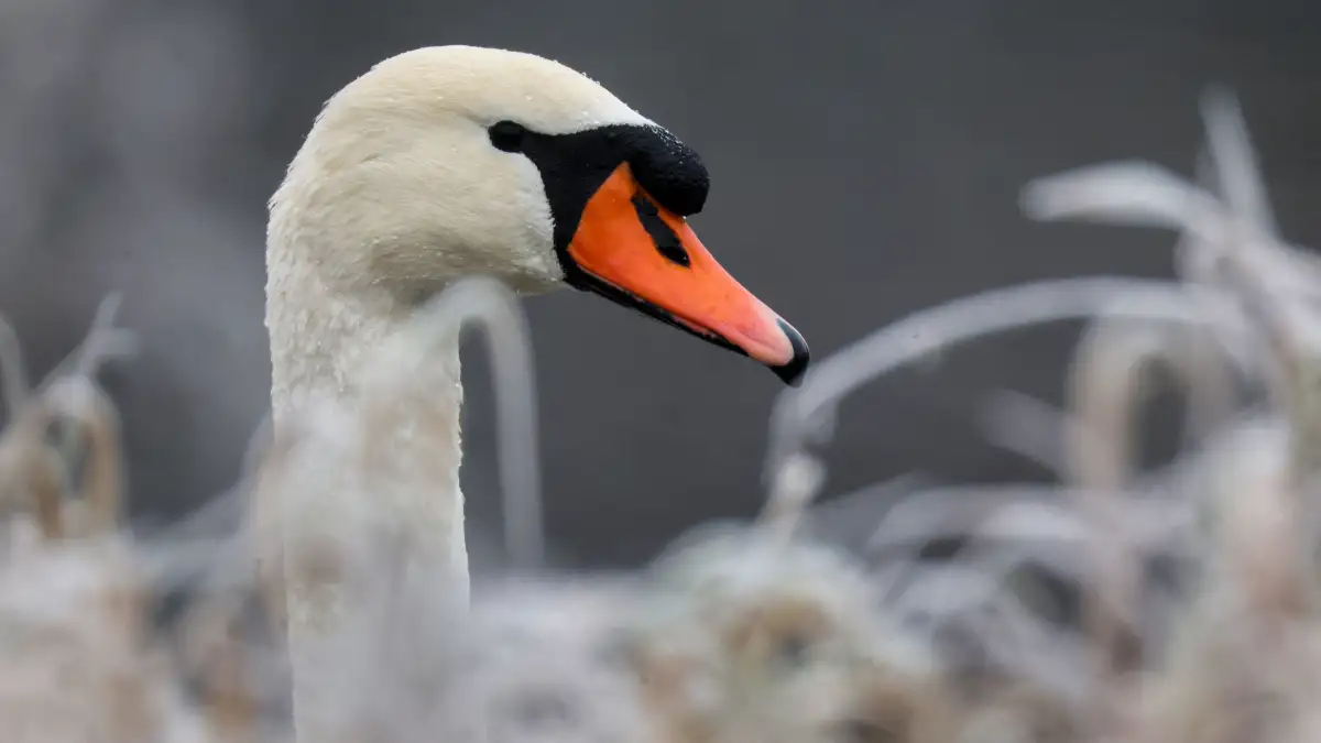 Walker discovers dead swan at Werdersee lake in Bremen