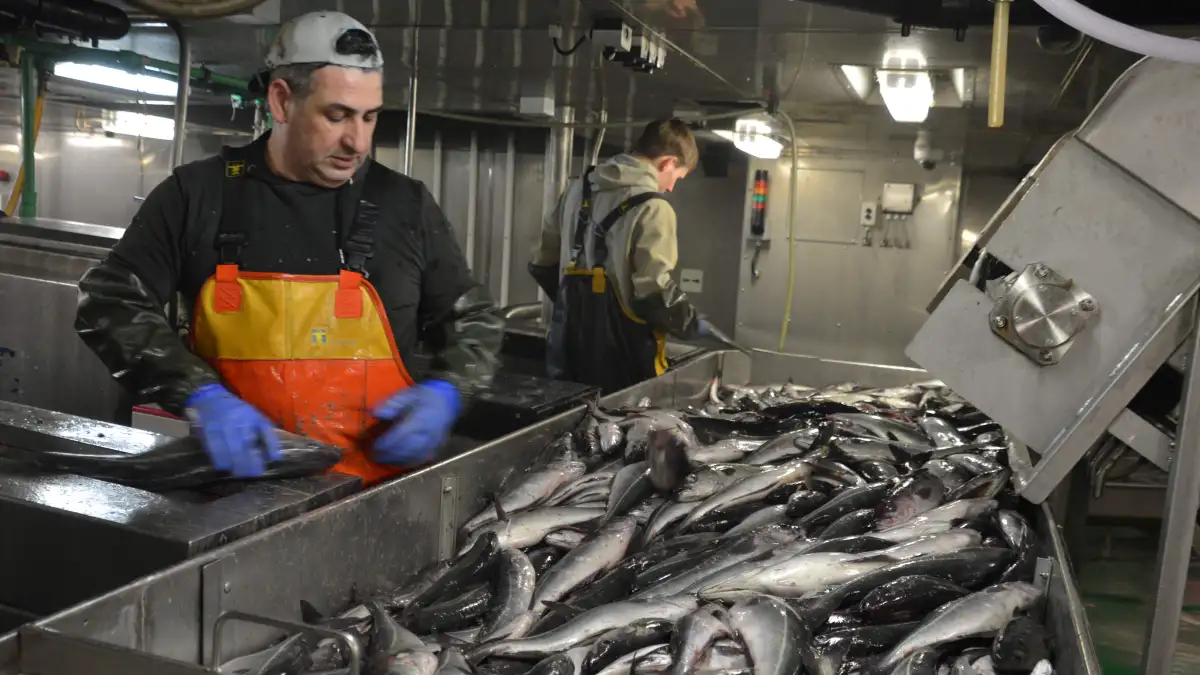 Knochenarbeit bei Wind und Wetter: So arbeiten Hochseefischer