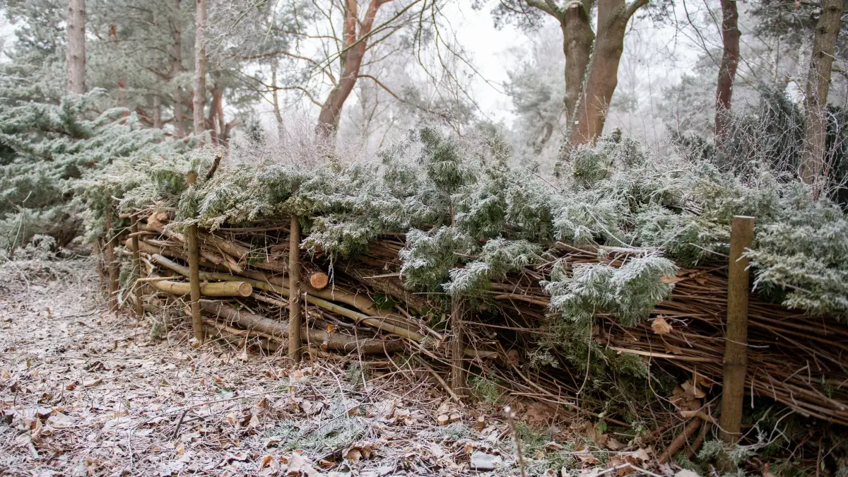 Frosty winter in Bremen and the surrounding area: Will the summer be ...