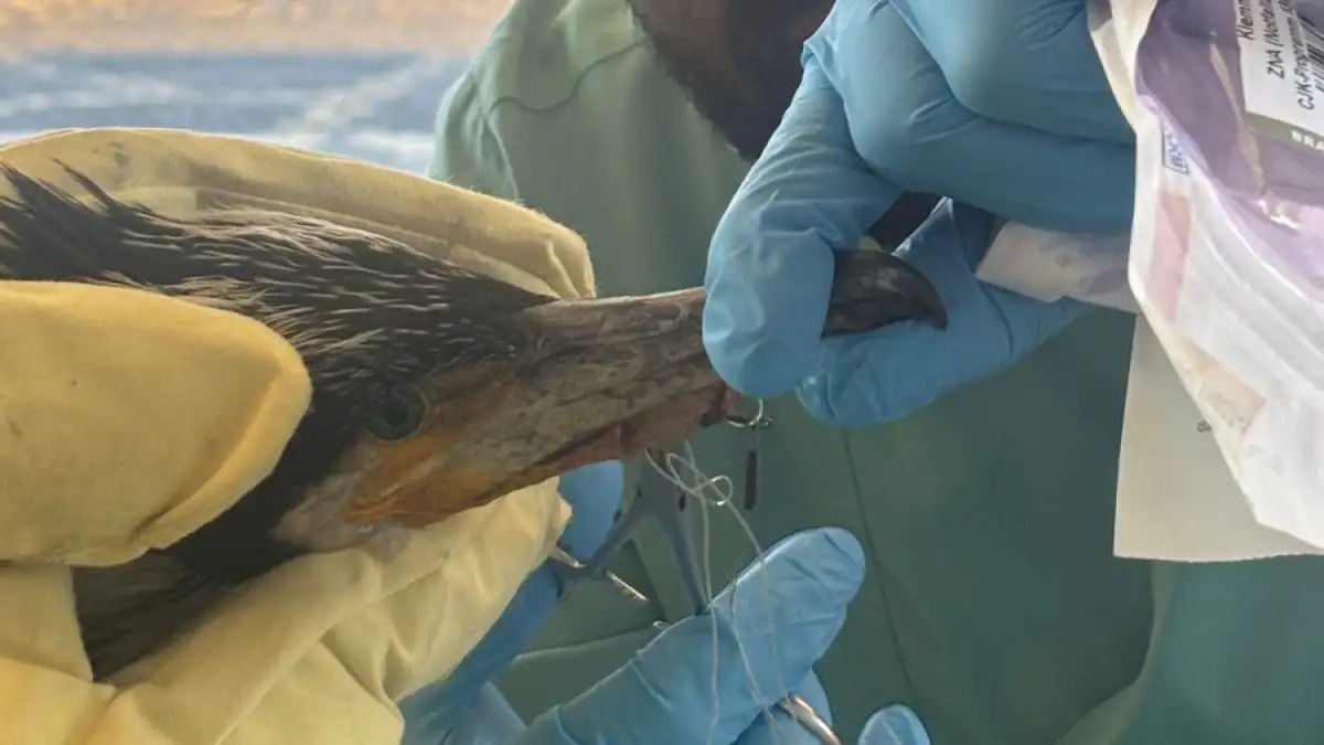 Bremen fire department rescues injured cormorant in the emergency room
